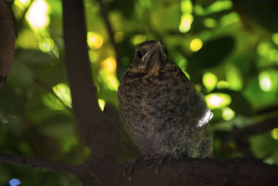 Close-up of a bird perching on branch