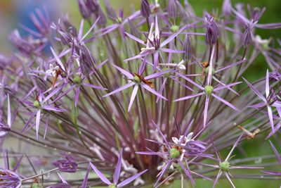 Close-up of purple flowers