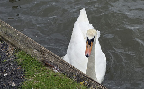 High angle view of swan swimming in lake