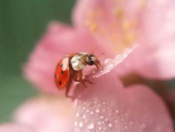 Close-up of insect on flower