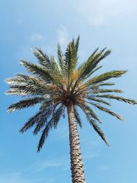 Low angle view of palm tree against blue sky