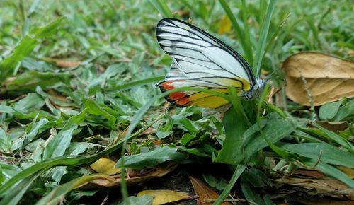 Butterfly pollinating flower