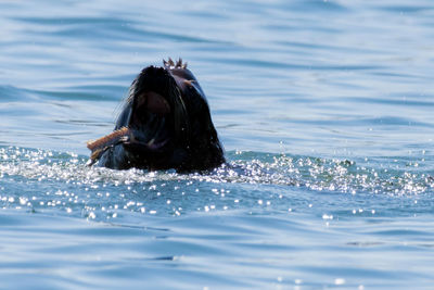 View of a duck swimming in sea