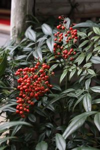 Close-up of red berries on tree