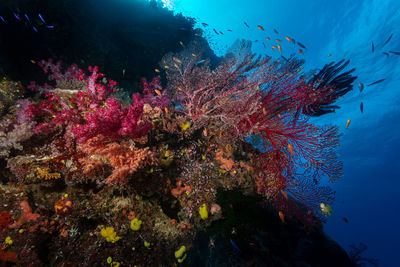 undersea