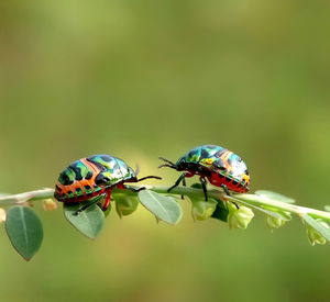 Close-up of insect on plant