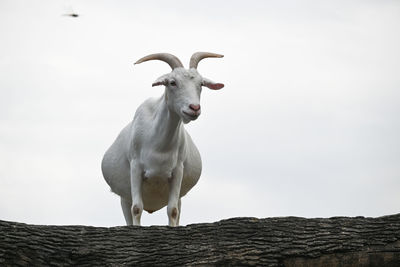 Low angle view of goat against clear sky