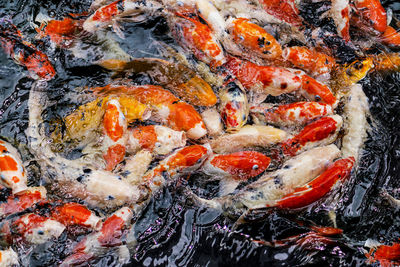 High angle view of koi carps swimming in water