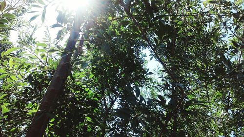 Low angle view of trees