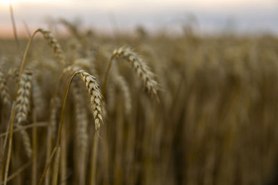 Close-up of wheat growing on field