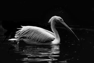 Close-up of pelican swimming in lake