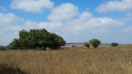 Trees on field against sky