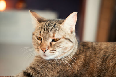 Close-up portrait of cat