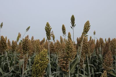 Low angle view of plants growing on field against sky