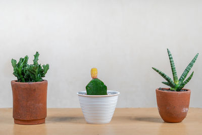 Close-up of potted plants on table