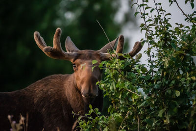 Deer on a tree