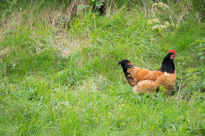 Ducks on grassy field