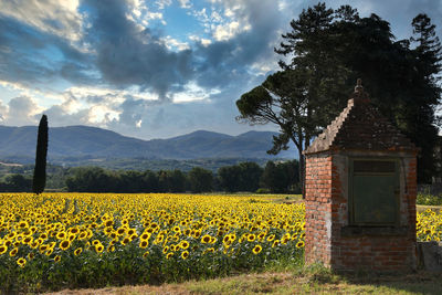 Yellow flowers growing on field