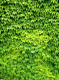 Full frame shot of green leaves