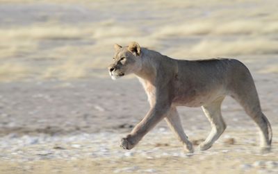 Side view of giraffe running on land