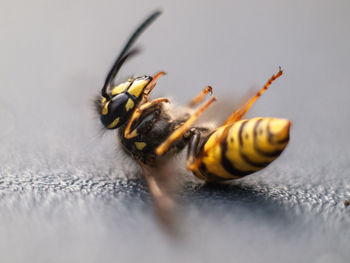 Close-up of a struggling wasp