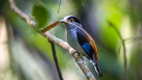 Close-up of bird perching on twig