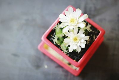 Close-up of flower over white background
