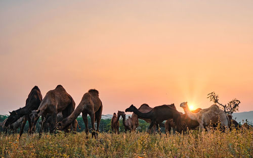 Group of camels during sunrise