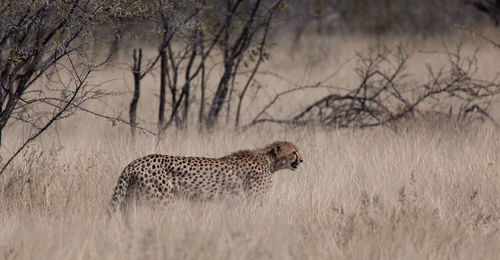 Cheetah roaming for pray in namibian bush