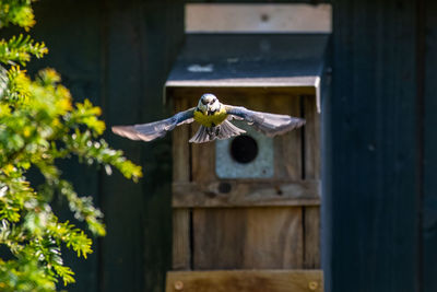 Full length of a birdhouse on a door