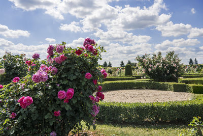 Pink flowering plants in park