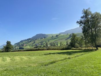 Scenic view of field against clear sky