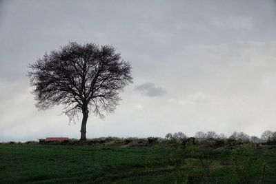 Tree on field against sky