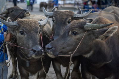 Close-up of cow