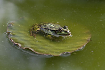 High angle view of frog in lake