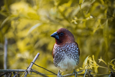 Close-up of bird perching on branch