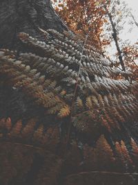 Low angle view of trees in forest during autumn