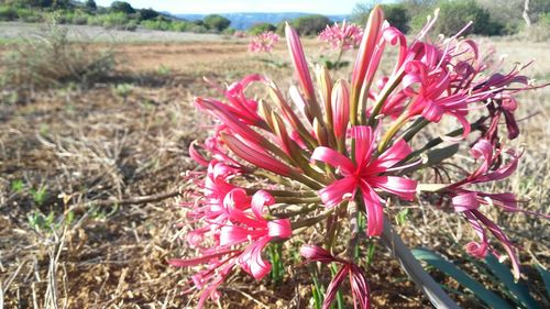 Close-up of pink flowers