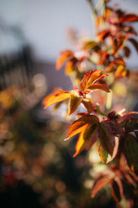 Close-up of orange flowering plant