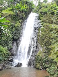 Scenic view of waterfall in forest