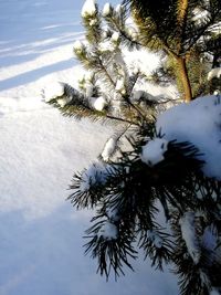 Close-up of pine tree against sky during winter