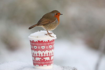 Close-up of bird perching on snow