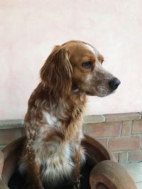 Dog looking away while sitting on wall