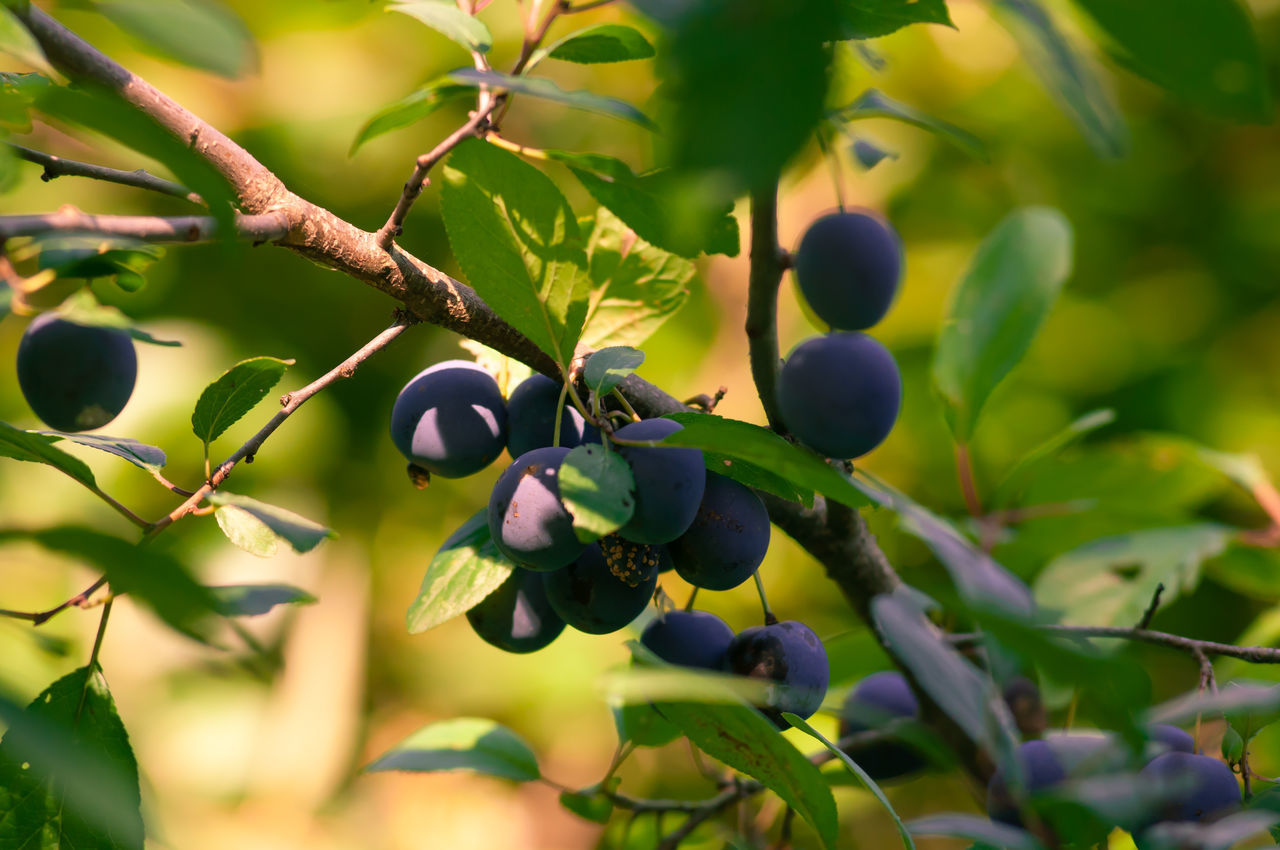 fruit, growth, plant, healthy eating, food and drink, food, tree, berry fruit, close-up, branch, freshness, nature, green color, leaf, plant part, no people, day, selective focus, wellbeing, beauty in nature, ripe