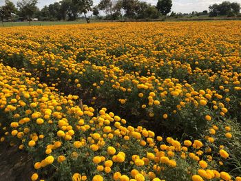 Scenic view of yellow flowering plants on field