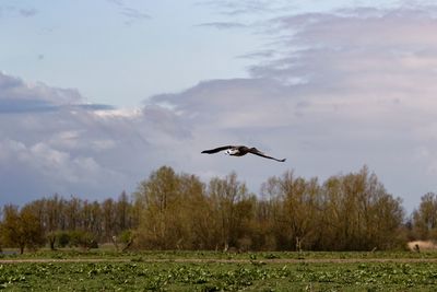 Goose flying over green field