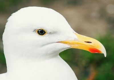 Close-up of seagull
