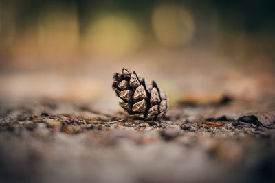 Close-up of pine cone on field