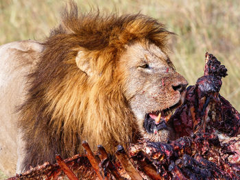 Male lion at his kill on the savanna