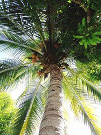 Low angle view of palm tree